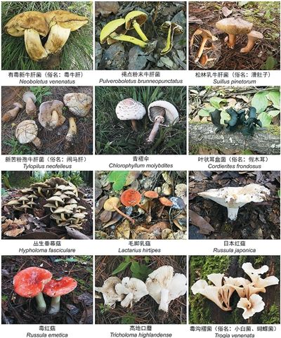 云南常见毒菌（毒蘑菇）2022版 不采摘、不收购、不加工、不食用 中国科学院昆明植物研究所供图
