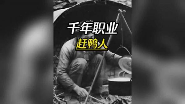 一种几乎消失的职业,赶鸭人