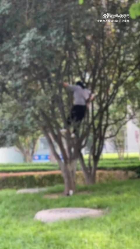 隔壁vx群看的,这要是摔了,公园就得赔钱了吧
