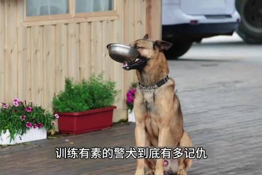 这只警犬究竟有多记仇,竟然用狗盆调换来了教导员吃饭的碗