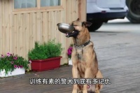 这只警犬究竟有多记仇，竟然用狗盆调换来了教导员吃饭的碗