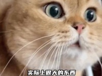 你以为个子小小的明星，实际上身高很高呢！