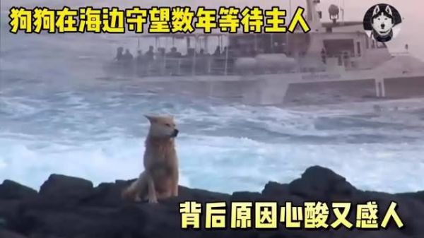 小狗海岸守候多年不归家,背后原因令人动容