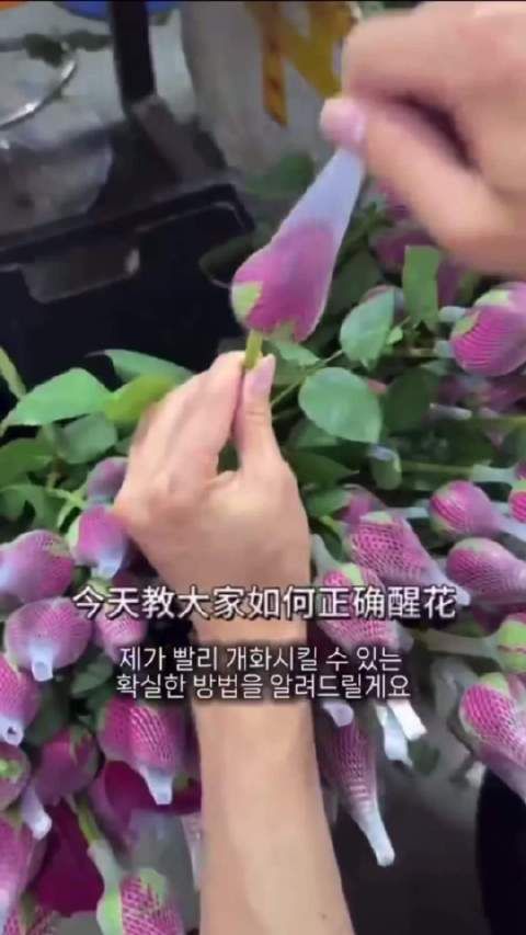 郑成灿醒花教程来了