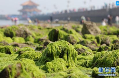 2017年6月，山东青岛栈桥风景区出现大量浒苔（图片来源：新华社）