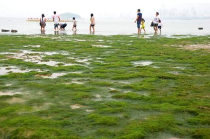 2014年6月，游客在连云港在海一方海滨公园海边浒苔铺就的“绿毯”上玩耍（图片来源：新华社）