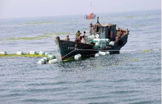 2008年7月10日，在奥帆赛水域外，渔船在布网拦截浒苔。（图片来源：新华社）