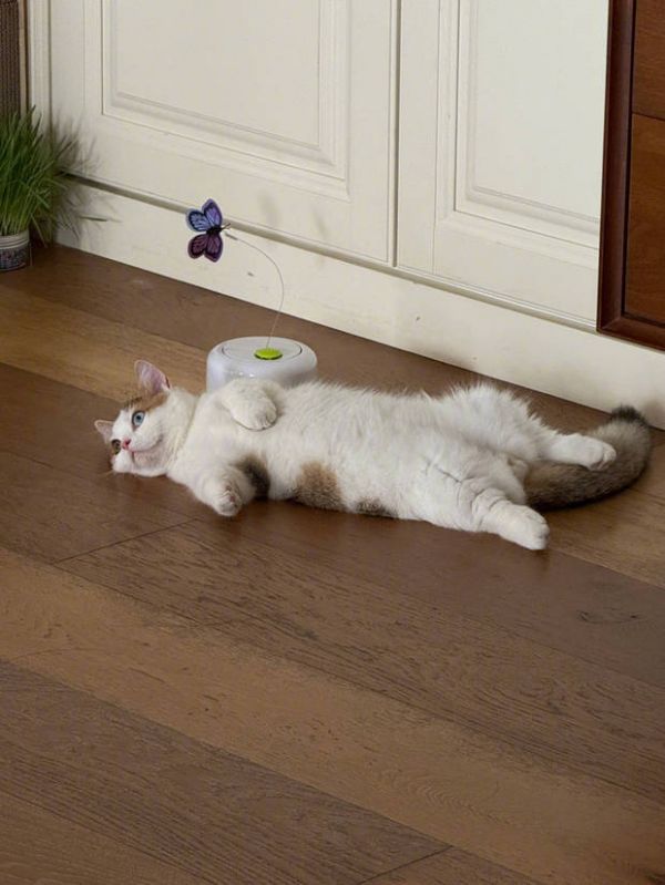 张馨予夸赞小猫咪超可爱。