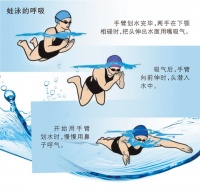 初学蛙泳有“秘籍”（小贴士）