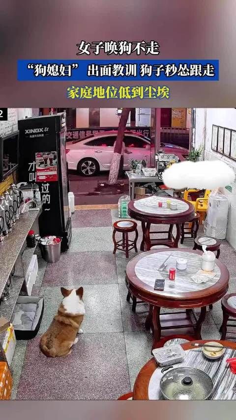 女子唤狗不走,“狗媳妇” 出面教训,狗子秒怂跟走,家庭地位低到尘埃
