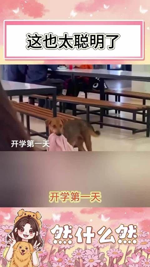 这狗也太聪明了,给你艾特一个不聪明的