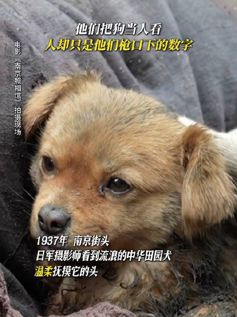男子见狗流泪见人举枪被指讽刺