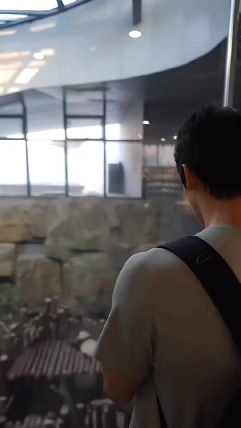 汪顺成都狂购熊猫周边，云养熊仪式感拉满
