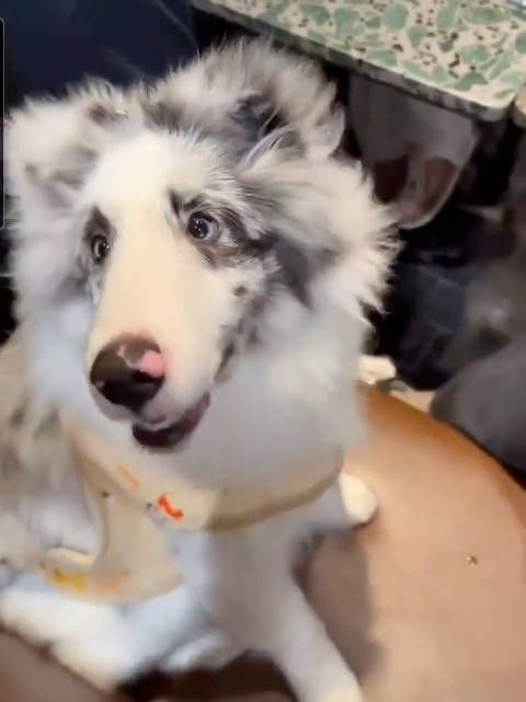 马群耀与女儿争食逗趣,狮姐视频记录两狗互动