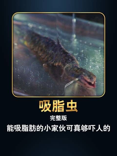 这个能吸脂肪的小生物真是让人惊掉下巴，它的名字叫吸脂虫