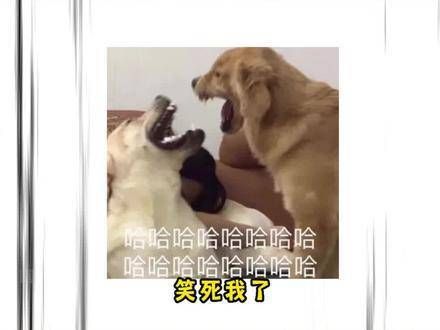 哪家的腹肌这么奇特,笑崩我了哈哈哈!