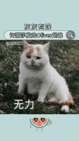 许荔莎发的Oliver是谁