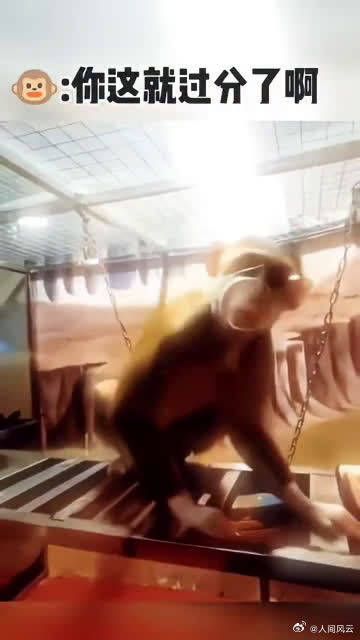 猴子:你知道我要的是什么