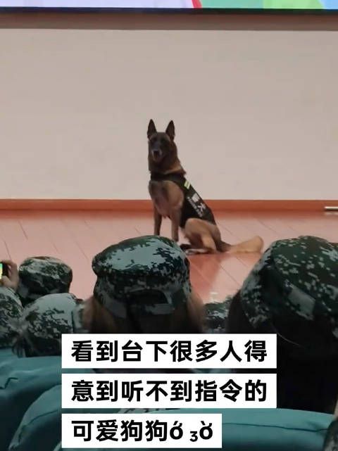 小人得志听起来很坏，小狗得志就很萌