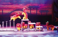 杂技艺术从创新中走向未来