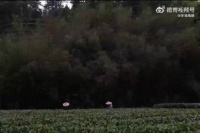 李亚鹏与妻子海哈金喜官宣离婚，孩子跟随母亲生活，由双方抚养