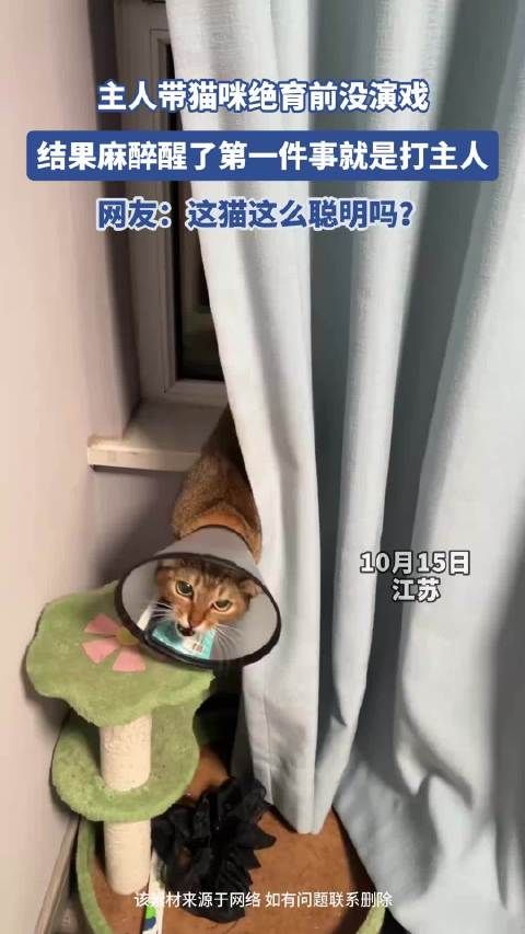 主人带猫咪绝育前没演戏,结果麻醉醒了第一件事就是打主人
