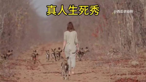 国外真人生死秀跟野狗零距离接触！