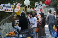 杭州：“迟”桂花开香满城