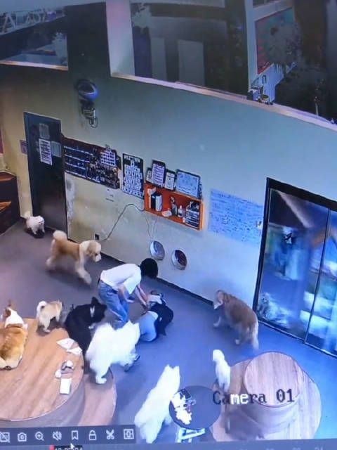 当人在狗咖摔倒时…全世界的小狗都涌了过来