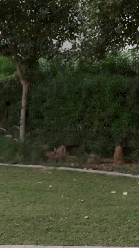 贾巴尔怀孕成功:怀了个男孩