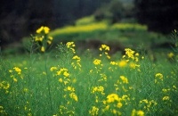 陆游笔下的春天诗词，雨洗杏花红欲尽，日烘杨柳绿初深