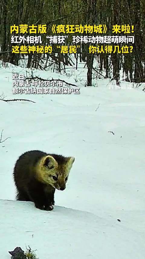 内蒙古版《疯狂动物城》来啦!