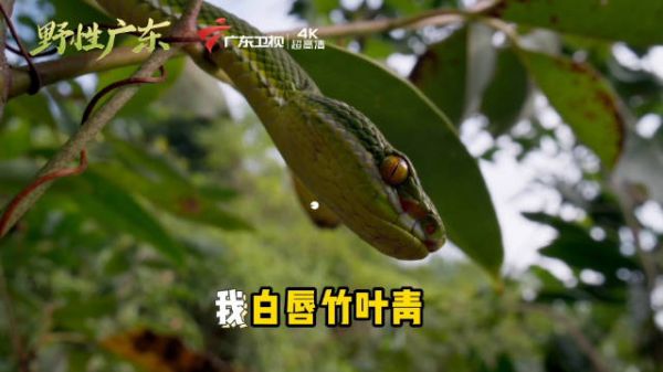 白唇竹叶青澄清非《疯狂动物城2》角色,BBC纪录片展现野性广东