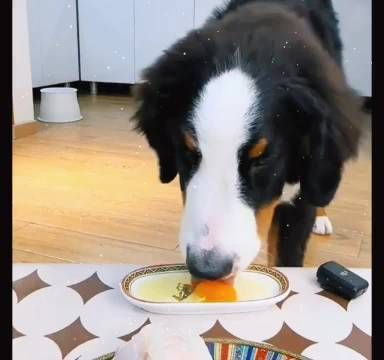 电视剧《十月夺权》女孩将自己整成猪头，只为不被皇上选中！