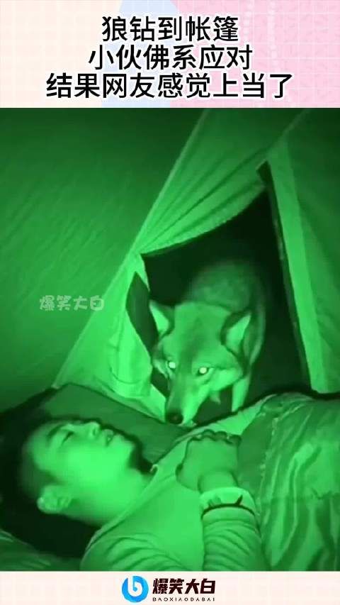 狼钻到帐篷，小伙佛系应对，结果网友感觉上当了！