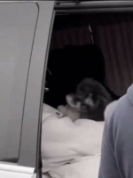 别人家狗狗 会各种技巧～ 你什么都不会 爱我最重要