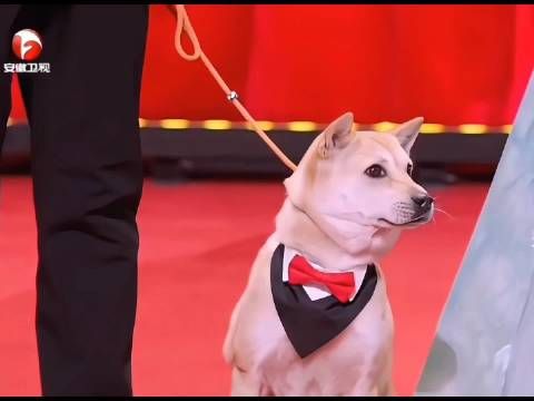 原来戏骨狗狗演戏也是要化妆的呀！再一次证明了成功是不能复制的