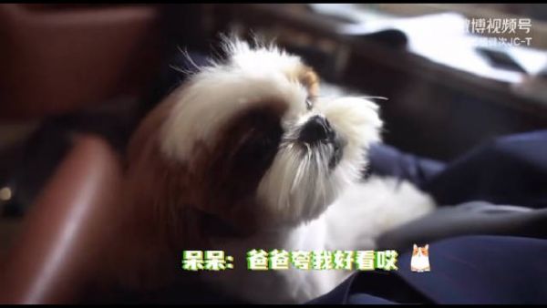 呆呆刚洗完澡毛毛看起来真的很好摸的样子