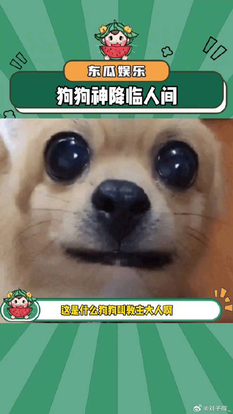 现实版的《我不是狗神》感动 娱乐评论大赏