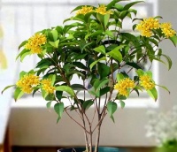 6种“镇宅花”，兔年养一盆，摆在客厅里，寓意着吉利，好运来