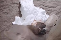 女子为保护主人付出一切