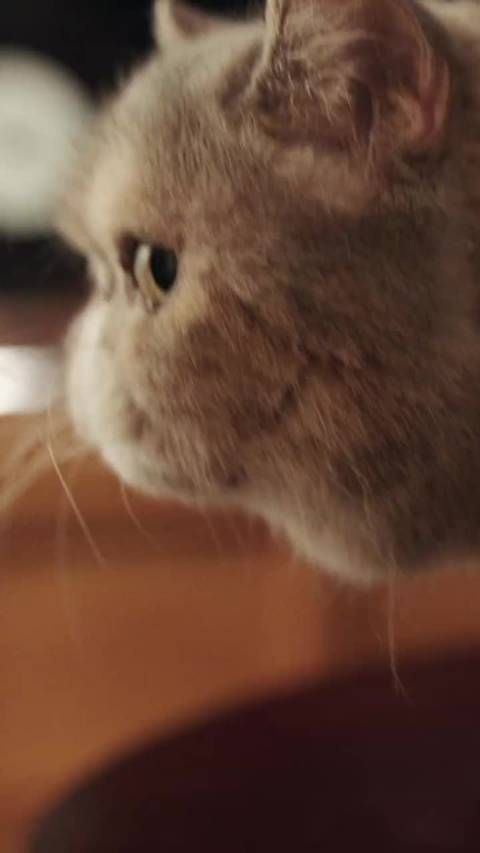 来听刘亦菲宝格丽“蜕变新生”幕后花絮 怎么觉得刘亦菲英文说的更好听了