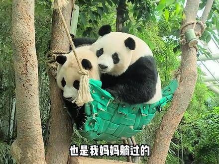 福宝的独白：爷爷用半生把我养大，却在终点前悄然转身