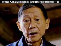 农村狗狗显神威