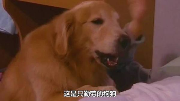 你想不想拥有一只这样的狗狗？