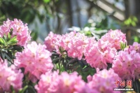 上海各大公园迎新春：有花、有“马” 、有文化