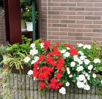 “中国的安徒生”黄山与“童话大王”郑渊洁之间的争论