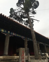 孔子身上有人性的光辉，也有丧失人性的一面