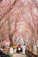 赏梅、逛集市、观看汉服巡游……望江楼公园文旅活动持续点燃春日赏花经济