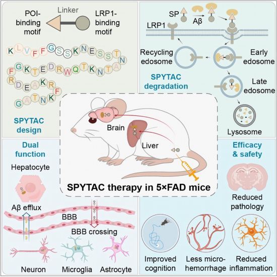 SPYTAC技术示意图。（中国科学院动物研究所供图）